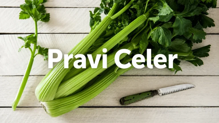pravi celer