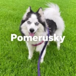 pomerusky