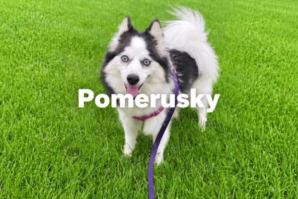 pomerusky