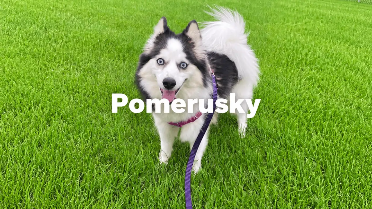 pomerusky